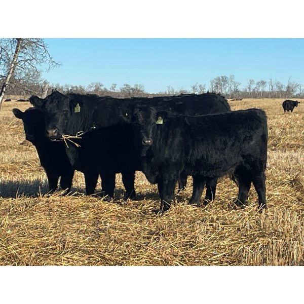 Diamond B Ranch - 730# Steer Calves - 80 Head (Livelong, SK)