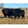 Image 1 : Diamond B Ranch - 730# Steer Calves - 80 Head (Livelong, SK)