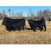 Image 2 : Diamond B Ranch - 730# Steer Calves - 80 Head (Livelong, SK)