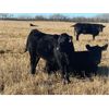 Image 3 : Diamond B Ranch - 730# Steer Calves - 80 Head (Livelong, SK)