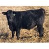 Image 4 : Diamond B Ranch - 730# Steer Calves - 80 Head (Livelong, SK)