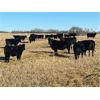 Image 5 : Diamond B Ranch - 730# Steer Calves - 80 Head (Livelong, SK)