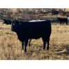 Image 6 : Diamond B Ranch - 730# Steer Calves - 80 Head (Livelong, SK)