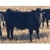 Image 7 : Diamond B Ranch - 730# Steer Calves - 80 Head (Livelong, SK)