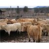 Image 2 : Fridlington Family - 1100# Yearling Steers - 54 Head (Kersley, BC)