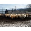 Image 5 : Fridlington Family - 1100# Yearling Steers - 54 Head (Kersley, BC)