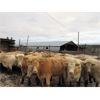 Image 7 : Fridlington Family - 1100# Yearling Steers - 54 Head (Kersley, BC)