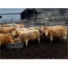 Image 3 : Fridlington Family - 980# Yearling Heifers - 53 Head (Kersley, BC)