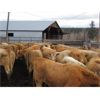Image 4 : Fridlington Family - 980# Yearling Heifers - 53 Head (Kersley, BC)