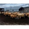 Image 6 : Fridlington Family - 980# Yearling Heifers - 53 Head (Kersley, BC)