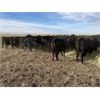 Image 3 : Darren Hansma - 20 Black Angus X 3rd Calvers (Blackie, AB)