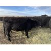 Image 5 : Darren Hansma - 20 Black Angus X 3rd Calvers (Blackie, AB)