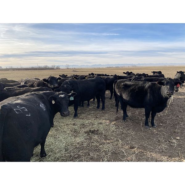 Darren Hansma - 20 Black Angus X 3rd Calvers (Blackie, AB)