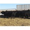 Image 1 : Starland Colony - 810# Weaned Heifers - 75 Head (Morrin, AB)