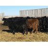 Image 3 : Starland Colony - 810# Weaned Heifers - 75 Head (Morrin, AB)
