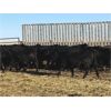 Image 4 : Starland Colony - 810# Weaned Heifers - 75 Head (Morrin, AB)