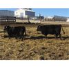 Image 5 : Starland Colony - 810# Weaned Heifers - 75 Head (Morrin, AB)