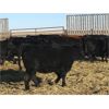 Image 6 : Starland Colony - 810# Weaned Heifers - 75 Head (Morrin, AB)