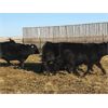 Image 7 : Starland Colony - 810# Weaned Heifers - 75 Head (Morrin, AB)