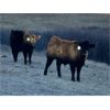 Image 1 : Connor Ogilvie - 510# Steer Calves - 60 Head (Outlook, SK)