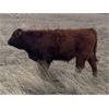 Image 4 : Connor Ogilvie - 510# Steer Calves - 60 Head (Outlook, SK)