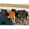 Image 6 : Connor Ogilvie - 510# Steer Calves - 60 Head (Outlook, SK)