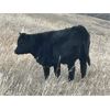 Image 8 : Connor Ogilvie - 510# Steer Calves - 60 Head (Outlook, SK)
