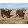 Image 2 : TJ Farms - 780# Weaned Steers - 75 Head (Drake, SK)