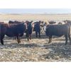 Image 3 : TJ Farms - 780# Weaned Steers - 75 Head (Drake, SK)