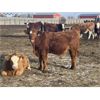 Image 5 : TJ Farms - 780# Weaned Steers - 75 Head (Drake, SK)