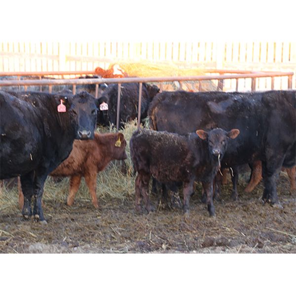 James Perras - 15 Cow/Calf Pairs (Windthorst, SK)