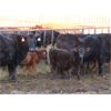 Image 1 : James Perras - 15 Cow/Calf Pairs (Windthorst, SK)
