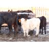 Image 2 : James Perras - 15 Cow/Calf Pairs (Windthorst, SK)