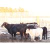 Image 6 : James Perras - 15 Cow/Calf Pairs (Windthorst, SK)