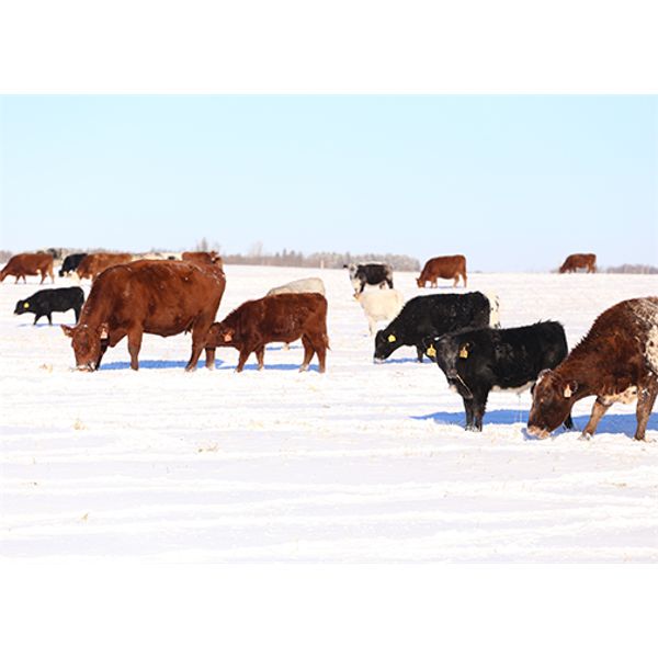James Perras - 1300# Open Cows - 26 Head (Windthorst, SK)