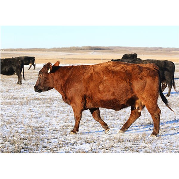 Morison Ranching Inc. - 1100# Cows - 45 Head (Stoughton, SK)