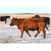 Image 1 : Morison Ranching Inc. - 1100# Cows - 45 Head (Stoughton, SK)