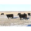 Image 3 : Morison Ranching Inc. - 1100# Cows - 45 Head (Stoughton, SK)