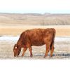 Image 4 : Morison Ranching Inc. - 1100# Cows - 45 Head (Stoughton, SK)