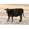Image 5 : Morison Ranching Inc. - 1100# Cows - 45 Head (Stoughton, SK)