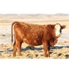 Image 6 : Morison Ranching Inc. - 1100# Cows - 45 Head (Stoughton, SK)