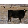 Image 1 : Morison Ranching Inc. - 1400# Cows - 45 Head (Stoughton, SK)