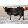 Image 3 : Morison Ranching Inc. - 1400# Cows - 45 Head (Stoughton, SK)