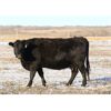 Image 4 : Morison Ranching Inc. - 1400# Cows - 45 Head (Stoughton, SK)