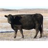 Image 5 : Morison Ranching Inc. - 1400# Cows - 45 Head (Stoughton, SK)