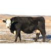Image 6 : Morison Ranching Inc. - 1400# Cows - 45 Head (Stoughton, SK)