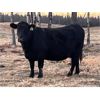 Image 3 : BN Ranch - 10 Black Simm-Angus Bred Cows (Boyle, AB)