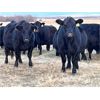 Image 5 : BN Ranch - 10 Black Simm-Angus Bred Cows (Boyle, AB)