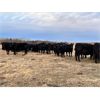 Image 6 : BN Ranch - 10 Black Simm-Angus Bred Cows (Boyle, AB)
