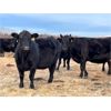 Image 2 : BN Ranch - 10 Black Simm-Angus Bred Cows (Boyle, AB)
